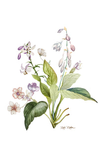 Ilustração Botânica 1